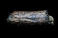 藏品(鹿角)的圖片